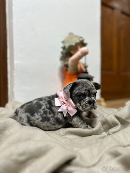 Francouzsky buldoček