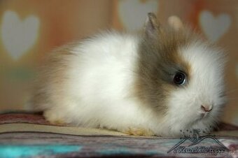 Zakrslý králíček Teddy s VP/samička CARAMEL_ doprava po ČR