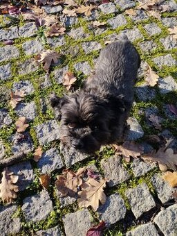 Jorkšírský teriér biewr hledá nevěstu