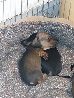 Jezevčík hladkosrstý trpasličí