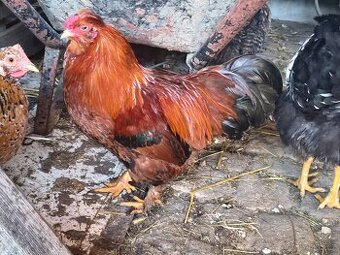 Kohout Velsumky kříženec