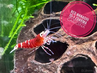 Caridina Red Nanashi 10+1 zdarma