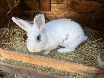 samice králíka 8 měsíců