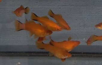 Akvarijní rybičky - mečovka, panceřníček, ancistrus