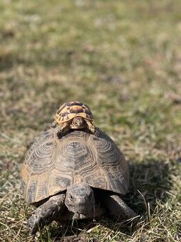 Želva žlutohnědá testudo graeca (řecká)