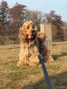 Anglický Kokršpaněl ke krytí s PP