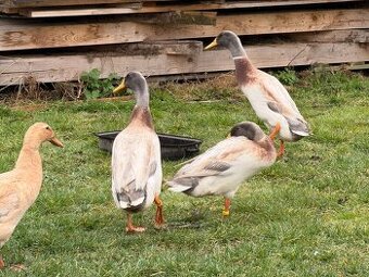 Prodám dva kačery - Indický Běžec