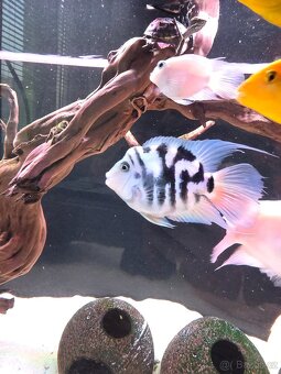 Parrot - cichlida papouščí