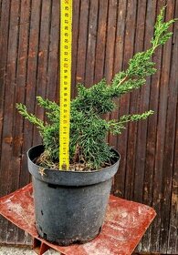 Bonsai, Bonsaj, yamadori- Juniperus simpactu