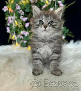 Sibiřská kočka s PP - kocourek Arkham