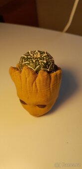 Kaktus : Astrophytum superkabuto V type vzor kvetinac groot.