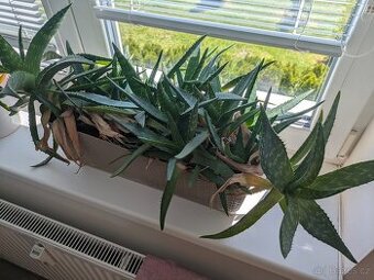 Aloe vera