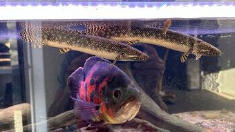 Bichir pruhoploutvý - 1