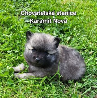 Německý špic malý štěňátka s PP FCI - 1