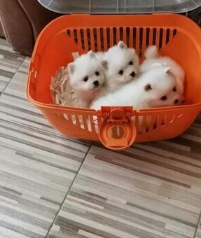 Pomeranian