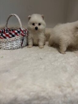 Pomeranian trpaslici spic
