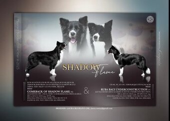 Border kolia-Border collie