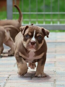 Pejsel a fenky American bully pocket ABKC