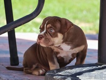 JIŽ K ODBĚRU Pejsek American bully pocket ABKC