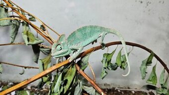 Chameleon jemenský