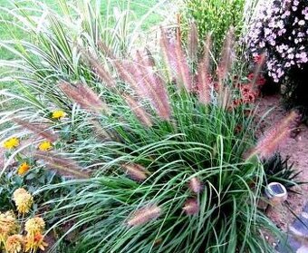 VOUSATEC ♥ PENNISETUM ♥ DOCHAN PSÁRKOVITÝ