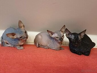 Sphynx koťata