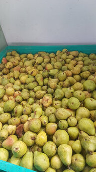 hrušky na kvas williams