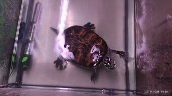 Želva malovaná (nádherná)