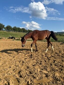 Roční Pony  k prodeji