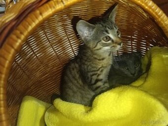 Koťata kočky domácí,