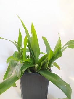 Pekingská tráva - Léčivá bylina (rostliny)