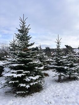 Vánoční stromky za fér cenu