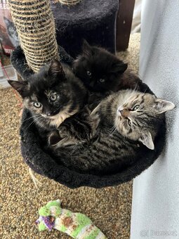 Daruji 2,5 měsíční koťata