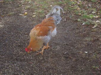 Krásný chovný kohout