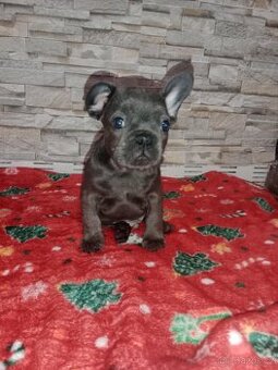 Francouzský Buldoček