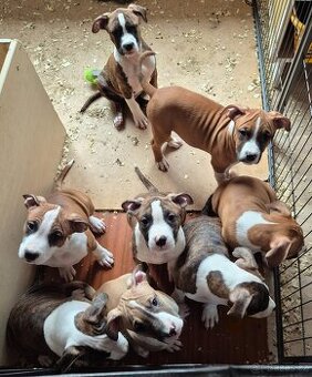 Americký stafordšírský teriér