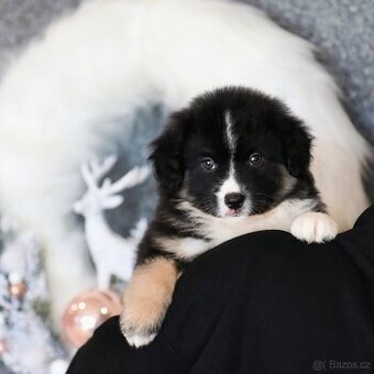 Miniaturní americký ovčák