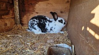 Prodám mladé králíky