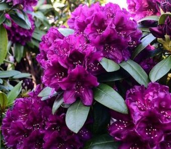 RHODODENDRON - 1