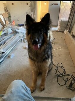 Daruji německého ovčáka