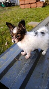 Papillon s PP - úžasná fenečka