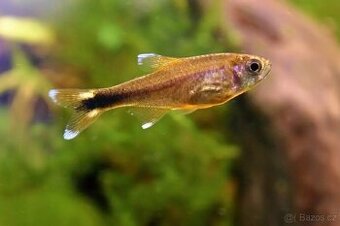 Tetra měděná - Hasemania nana