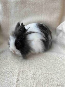 ZAKRSLÝ TEDDY KRÁLÍČEK - KRÁLÍČCI