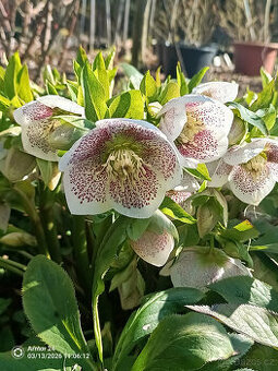 Čemeřice PRETTY ELLEN SPOTTED