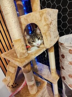 Vyměním kočku domácí (veškeré věci vše má )