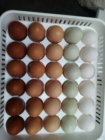 Domácí vajíčka, vejce