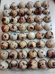Nasadova vejce krepelky