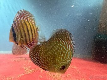 Terčovec discus