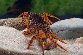 Krab panther panter