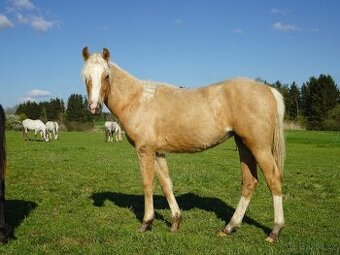 Prodám klisnu welsh pony, sekce B.